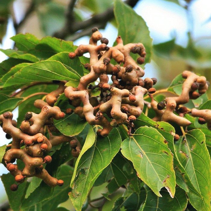 Oeiental RAisintree Fruit